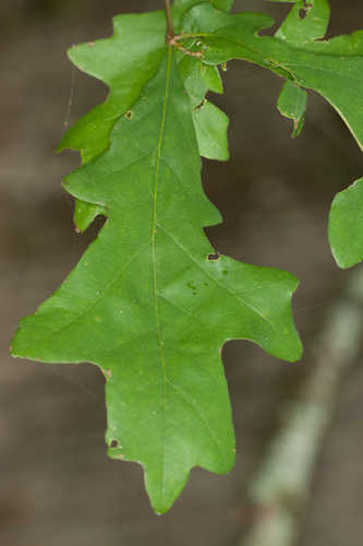 Quercus lyrata #4